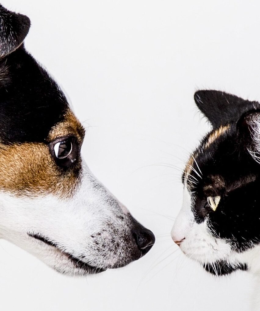 animals, cat, dog, pet, jack russell, friends, nature, animal, friendship day