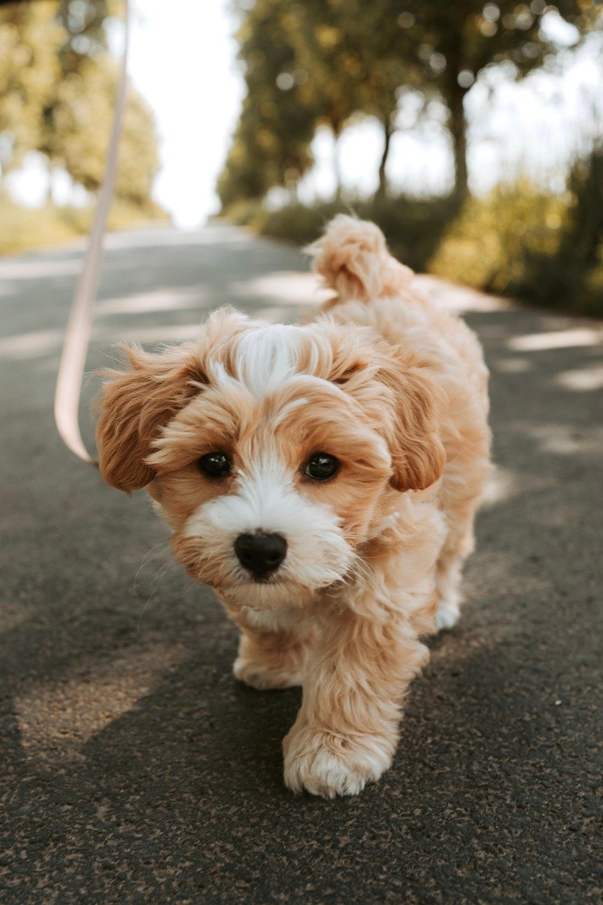 dog, puppy, pooch, domestic animal, animal, cute, pet, nature