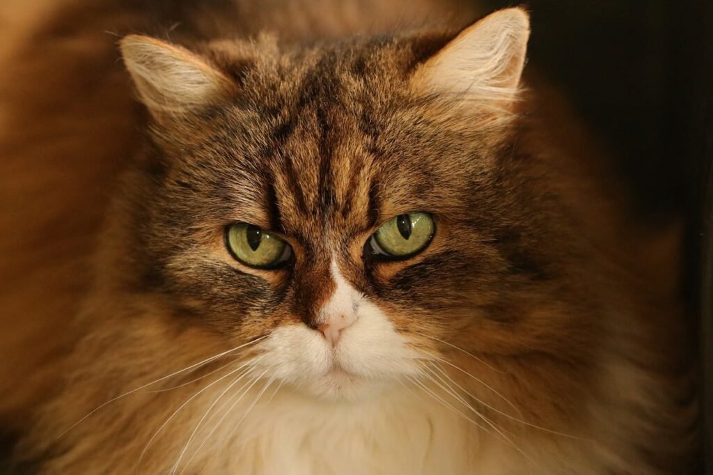 animal, mammal, cat, fauna, nature, cat eyes, detail, portrait, animal portrait, pet, eyes