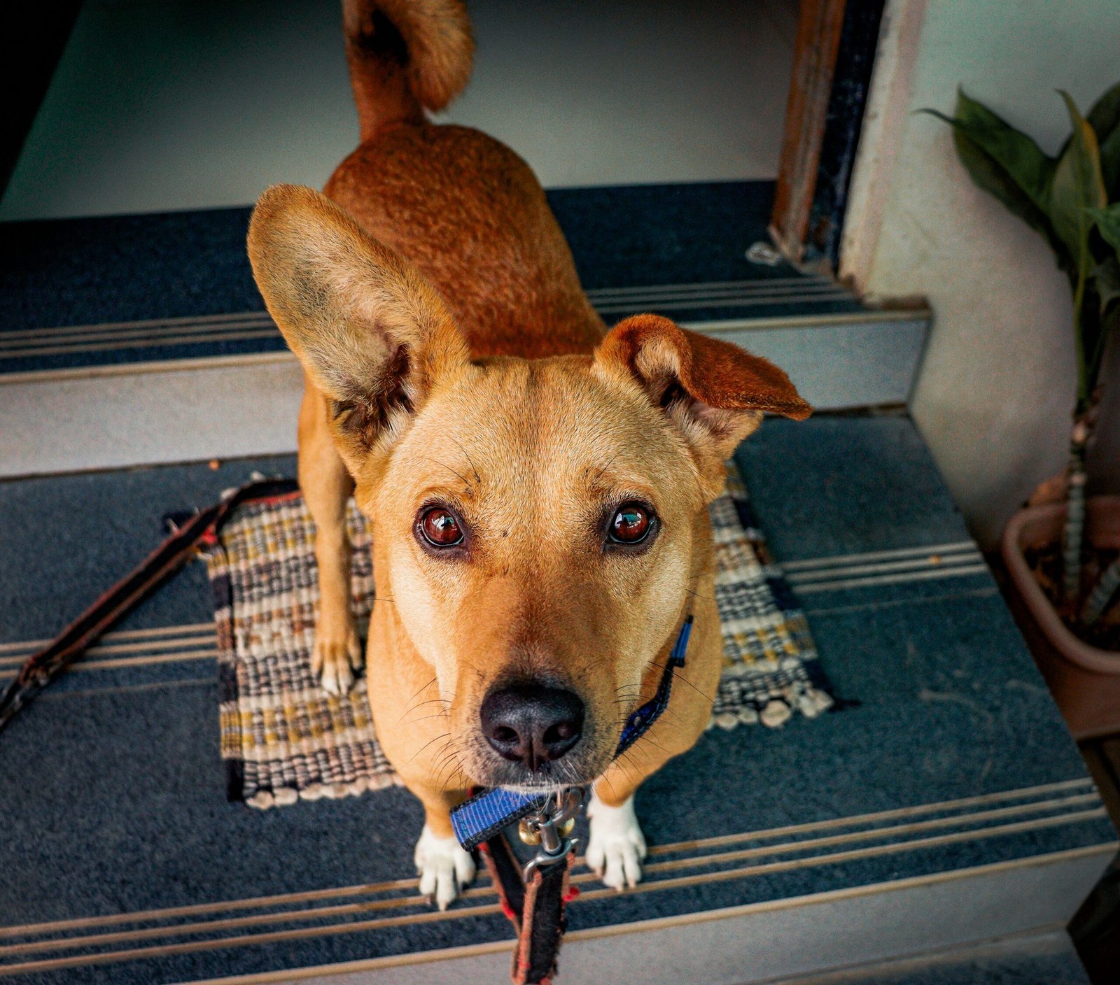 A curious brown dog sits attentively on a doorstep, looking up at the camera.