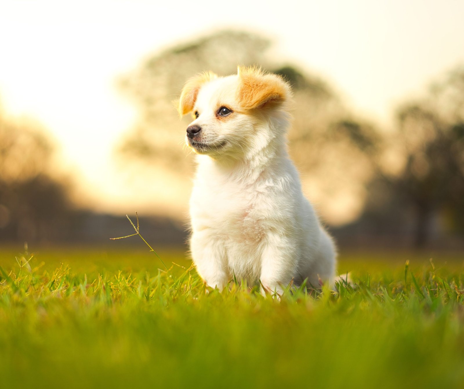 Cute Kokoni puppy sitting on a vibrant green lawn during a sunny day in Lusaka, Zambia.