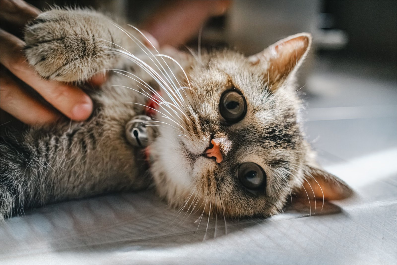 Close-up of a cute tabby cat being petted indoors with natural light, creating a warm and cozy atmosphere.
